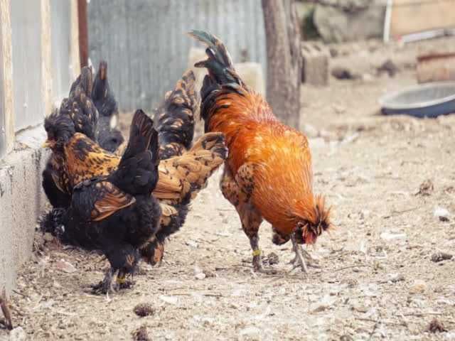 Кури Павловська, яйце інкубаційне,Оплод перевірений і дуже високий