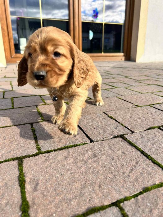 Cocker Spaniel Angielski- piesek
