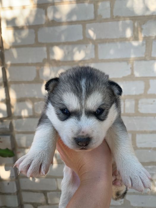 Маленькі Хаскі чекають на своїх господарів.