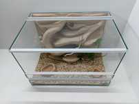 Terrarium pustynne dla gekona lamparciego agamy pytona TW15P AquaWaves