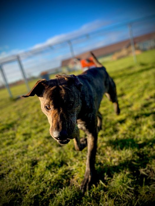 Hunter wielki pies o charakterze szczeniaka szuka domu