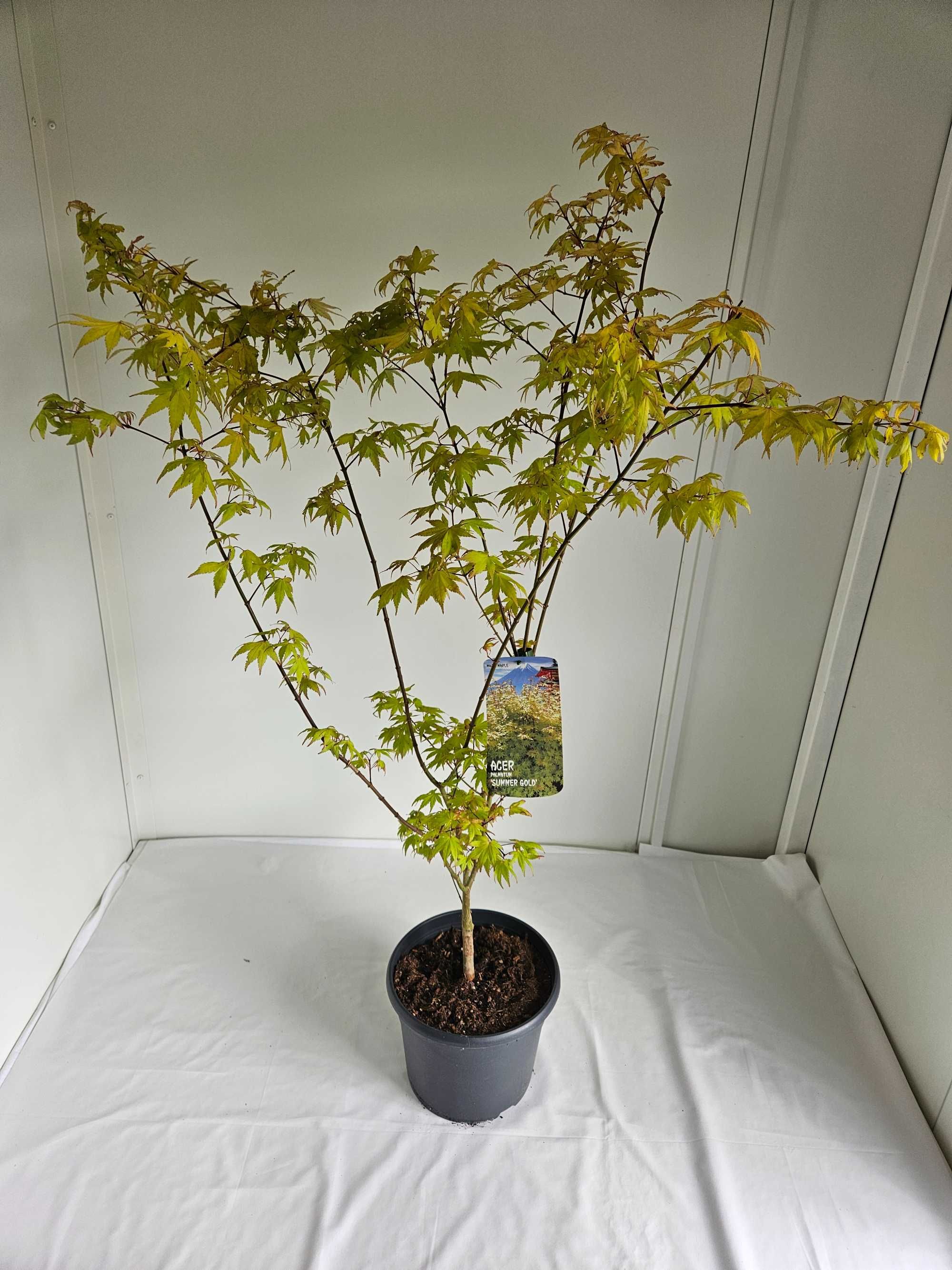 Bonsai – Klon japoński palmowy 'Summer Gold' (Acer palmatum)