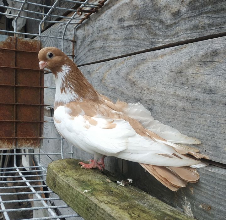 Gołębie zamojskie para