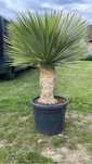 Palma yucca rostrata