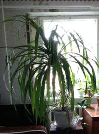 растения для офиса Панданус или винтовая пальма