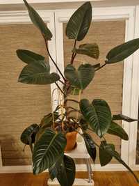 Philodendrone WIELKI- 120cm