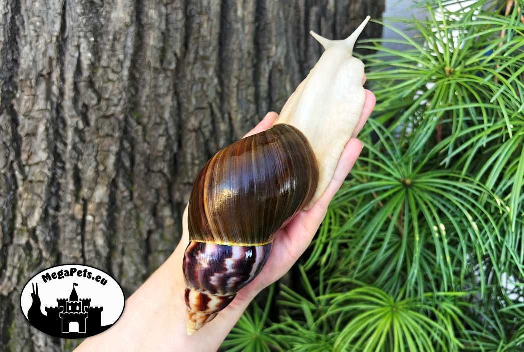 Ślimaki afrykańskie Lissachatina fulica albino Achatina Archachatina