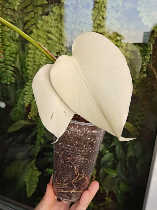 Монстера варієгатна Альба