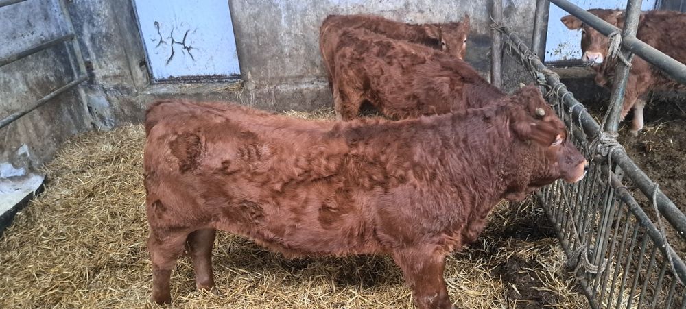 Odsadki limousine hereford byczki jałówka