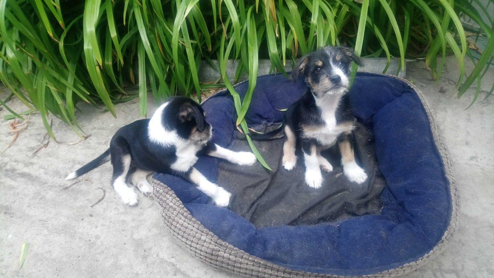Суперскі здорові Цуценята хлопчики шукають родину 19.05