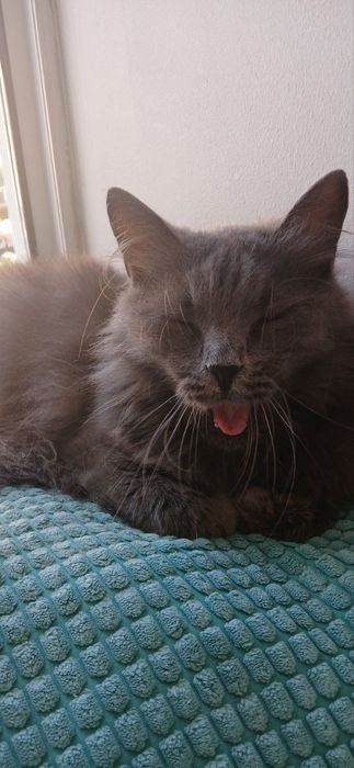 Отдам даром в добрые руки серую пушистую кошечку породы Нибелунг