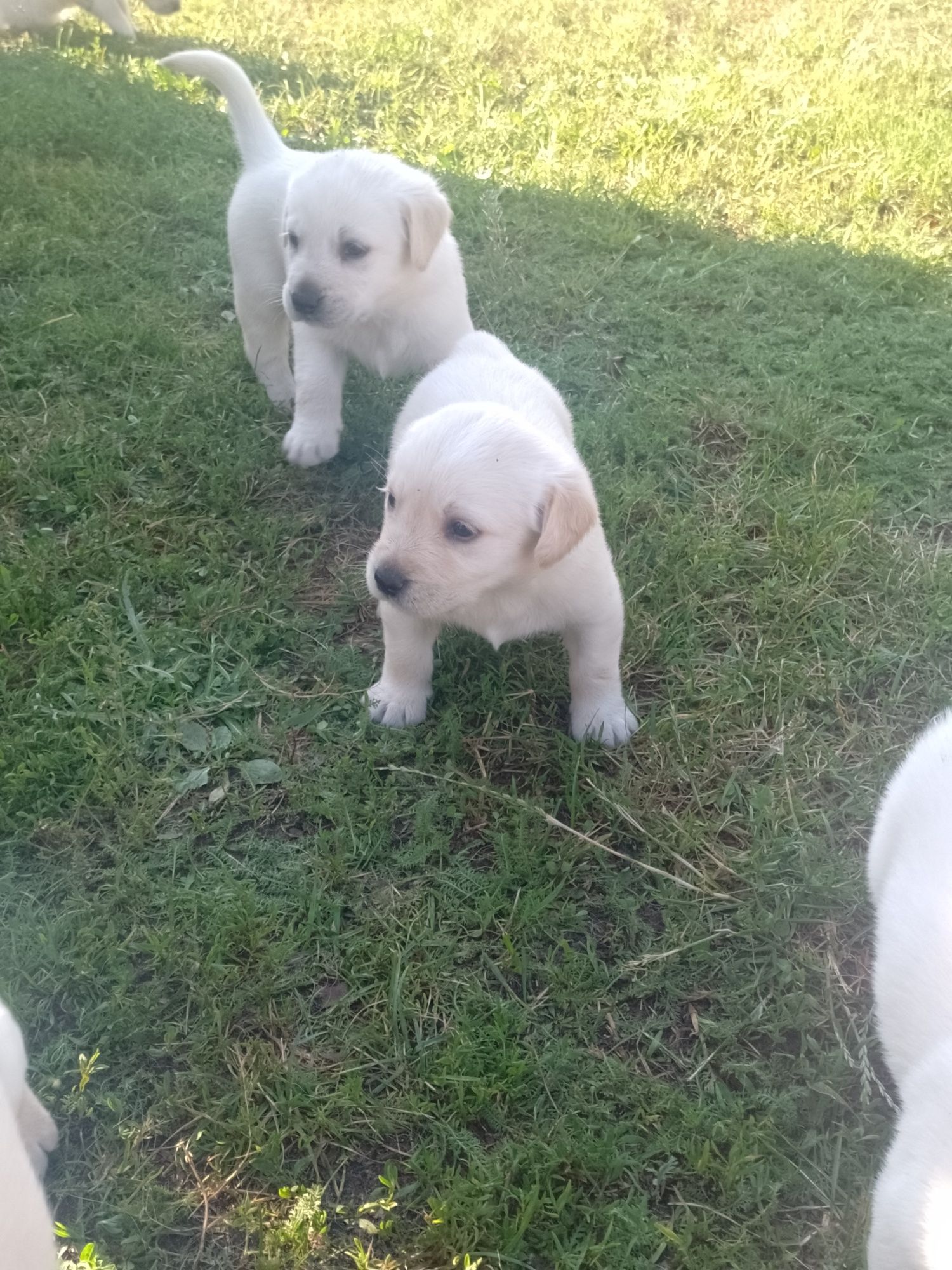 Labrador retriever biszkopty