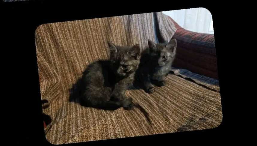 Śliczne dwa  kotki