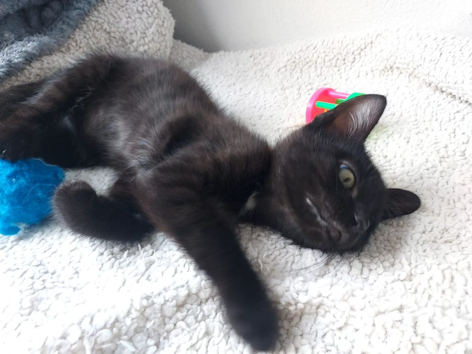 Gatinho bebé para adoção