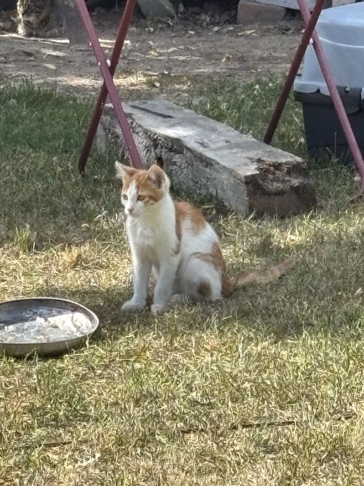 Młode koty oddam za darmo