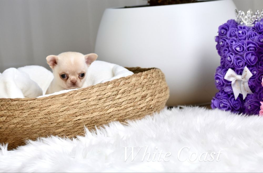 Cudny prześliczny piesek chihuahua xxs