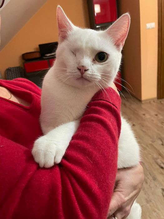 Śnieżnobiała kotka do adopcji