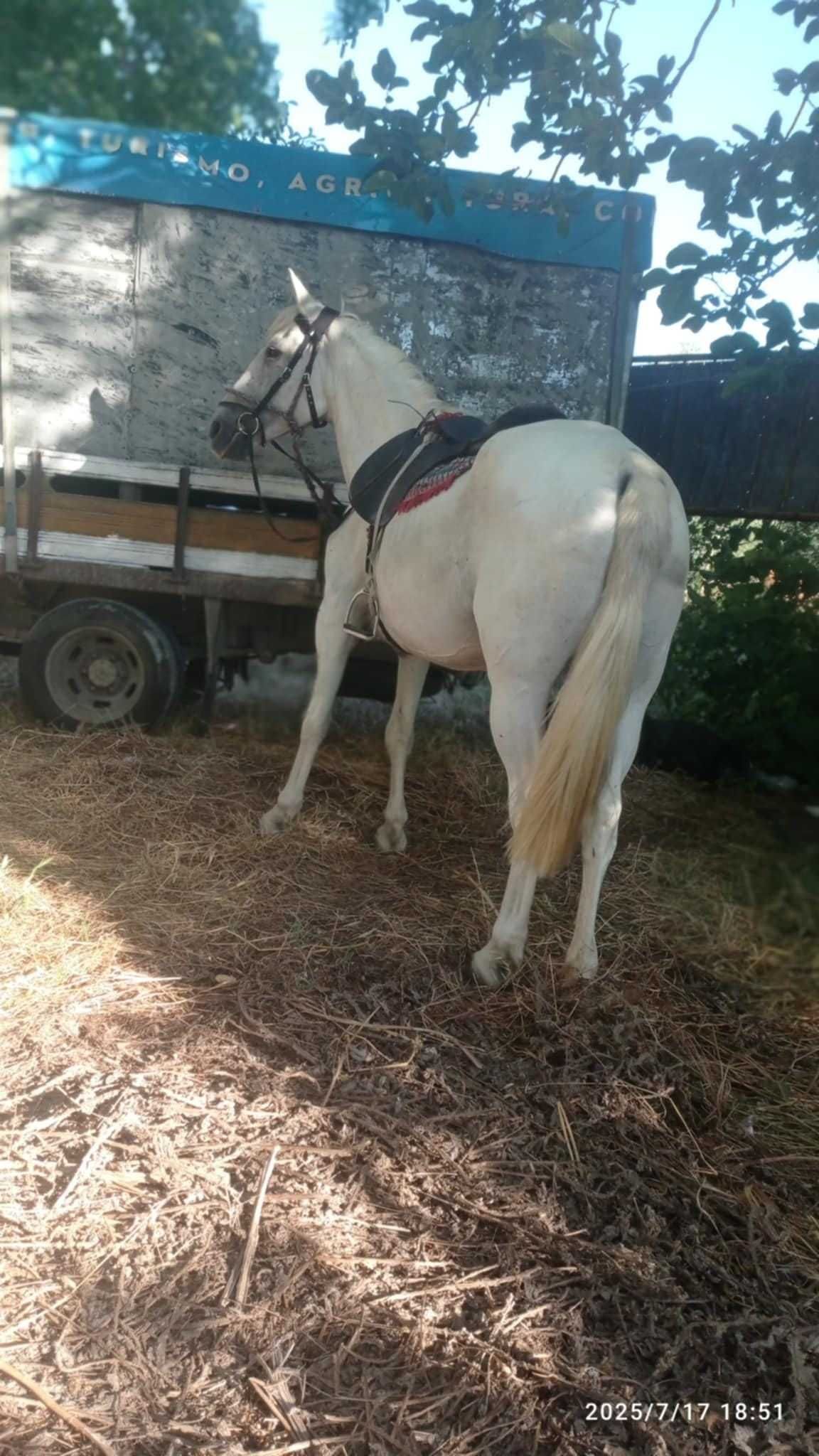 Segue para égua bem montada