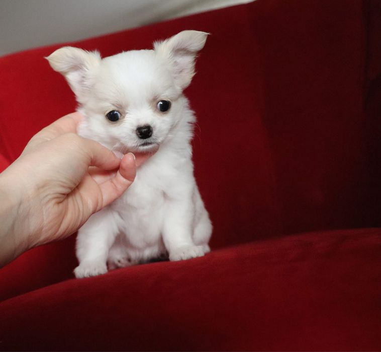 Prześliczna jasna sunia chihuahua długowłosa SARA FCI ZKwP