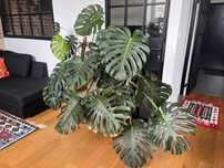 Monstera deliciosa duża 2 szt