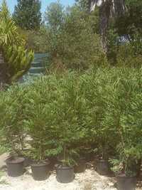 Cupressus Leylandi - Ciprestes