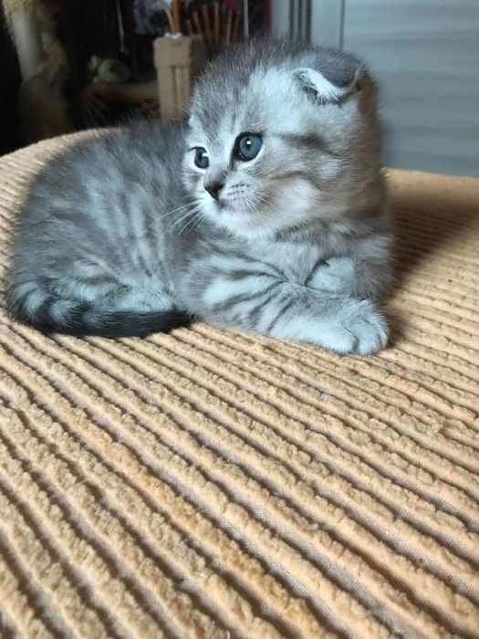 Мальчик вислоухий