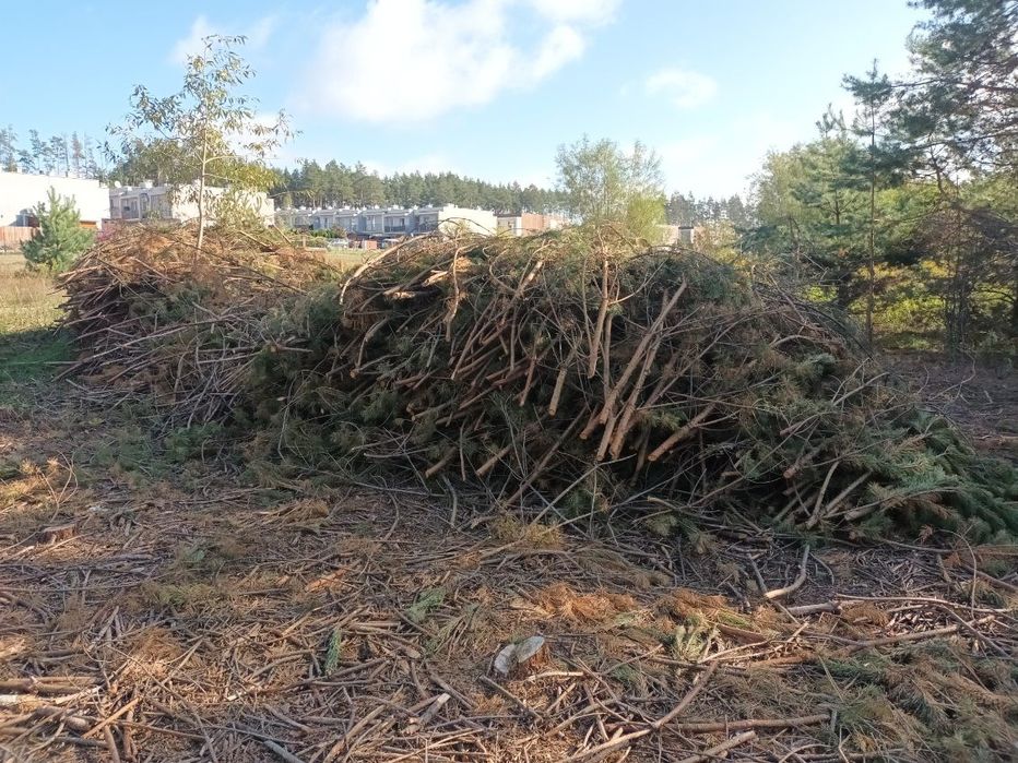 Oddam gałęzie za darmo (za wywiezienie)