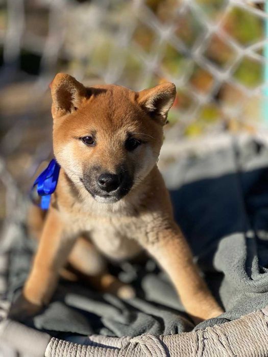 продам цуценят Шиба Ину 3 міс високого класу породи