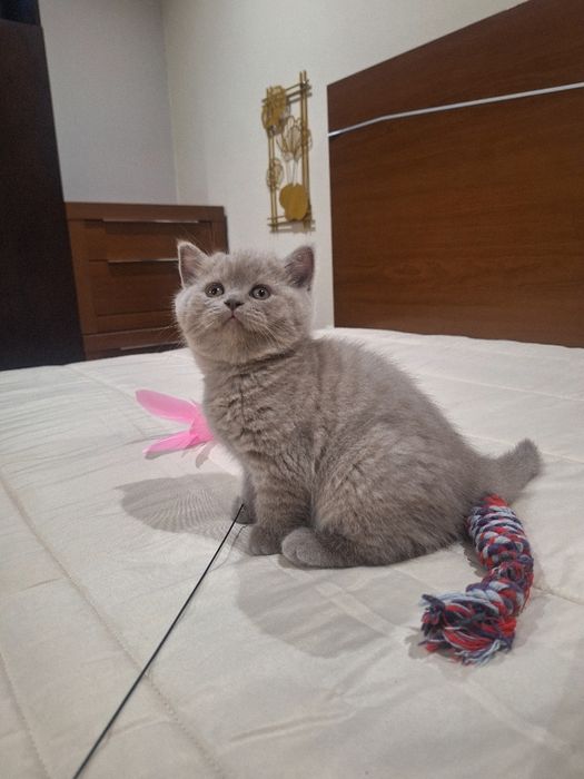 Fêmea  scottish straight lilás