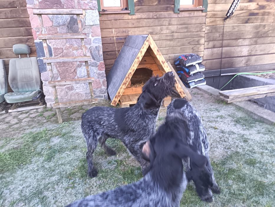 Wyżeł Niemiecki szorstkowłosy