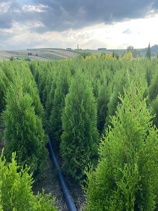 Tuja Szmaragd 110-120cm PRODUCENT ‼️ DOSTAWA ‼️ Szybka realizacja