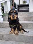 Cocker spaniel angielski