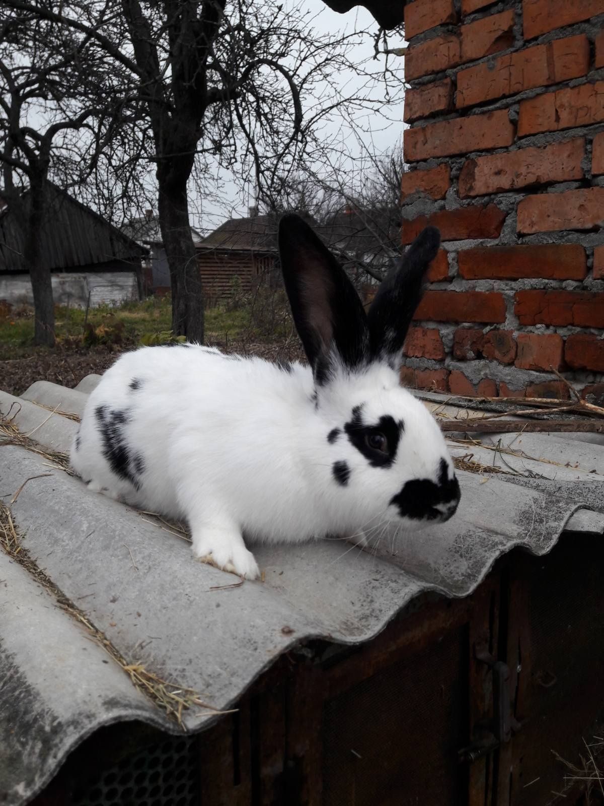 Кролі живою вагою і м'ясом також