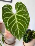 Anthurium regale - Planta de interior rara