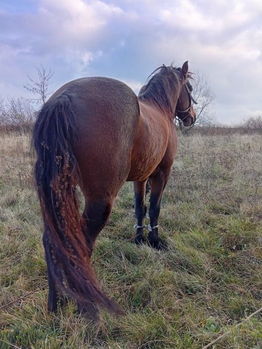 Продам робочого коня спокійний