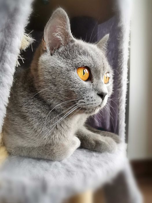 Kotka brytyjska krótkowłosa