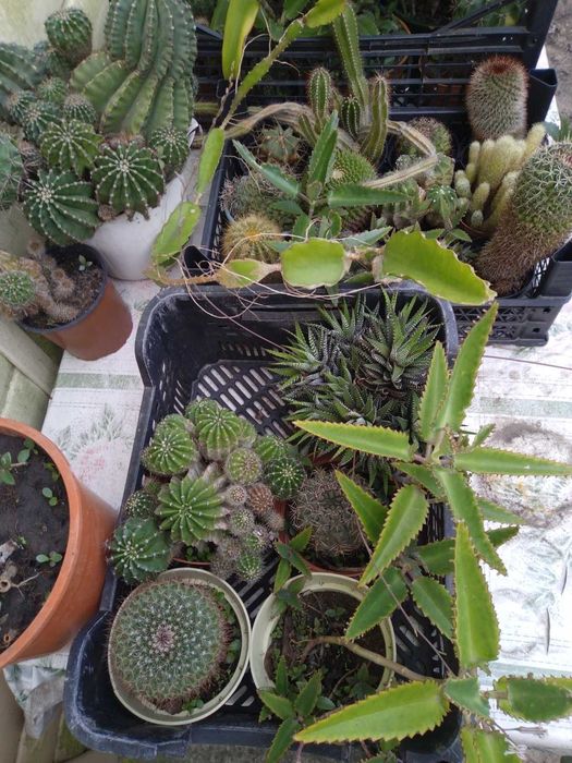 Сукуленти, вирощені в домашніх умовах