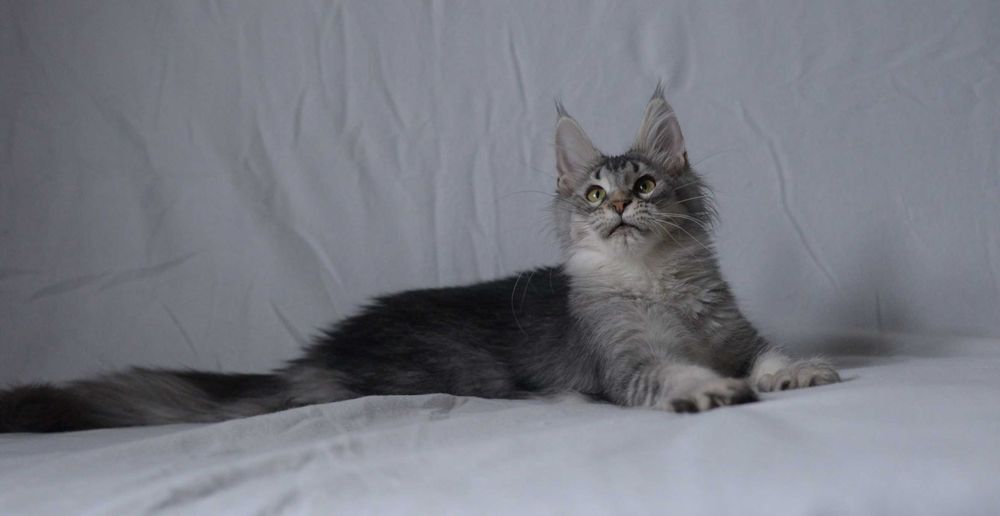 Gotowa na zmianę domu, dziewczynka czarna ze srebrem MCO