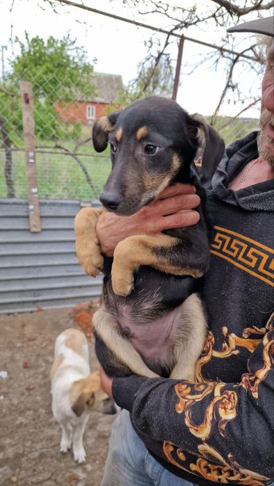 Шукають дім ласкаві цуценятка