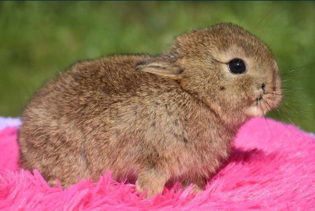 Królik królik krótkowłose karzełki karzełek Niderlandzkie, Rex