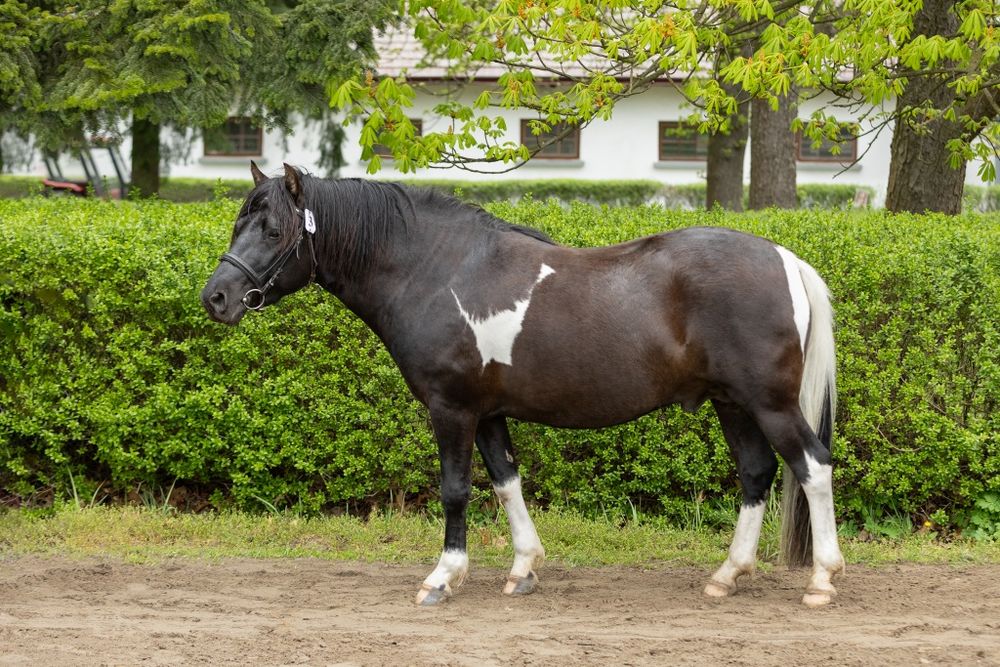 Stanówka ogierem Onczao (Gurgul)