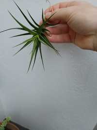 Plantas aéreas (Tillandsia)