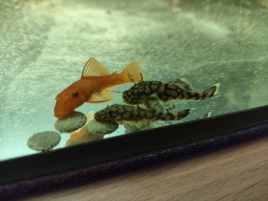 Zbrojniki l519, green dragon weloniaste