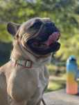 Bulldog francês para acasalamento (montas)
