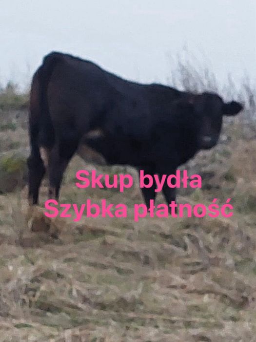 Byki odsatki krowy