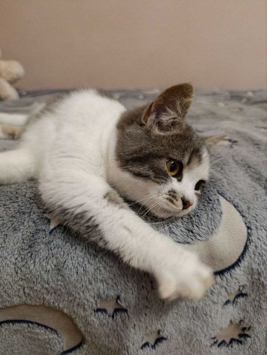 шукаю дім для котика безплатно