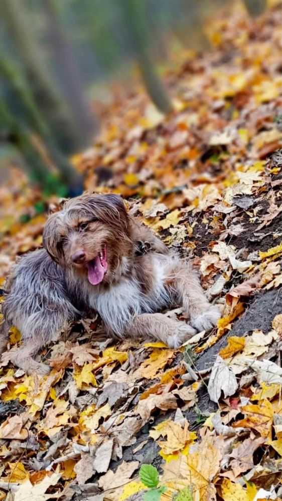 Dwie suczki Bejbi i Nala szukają domków