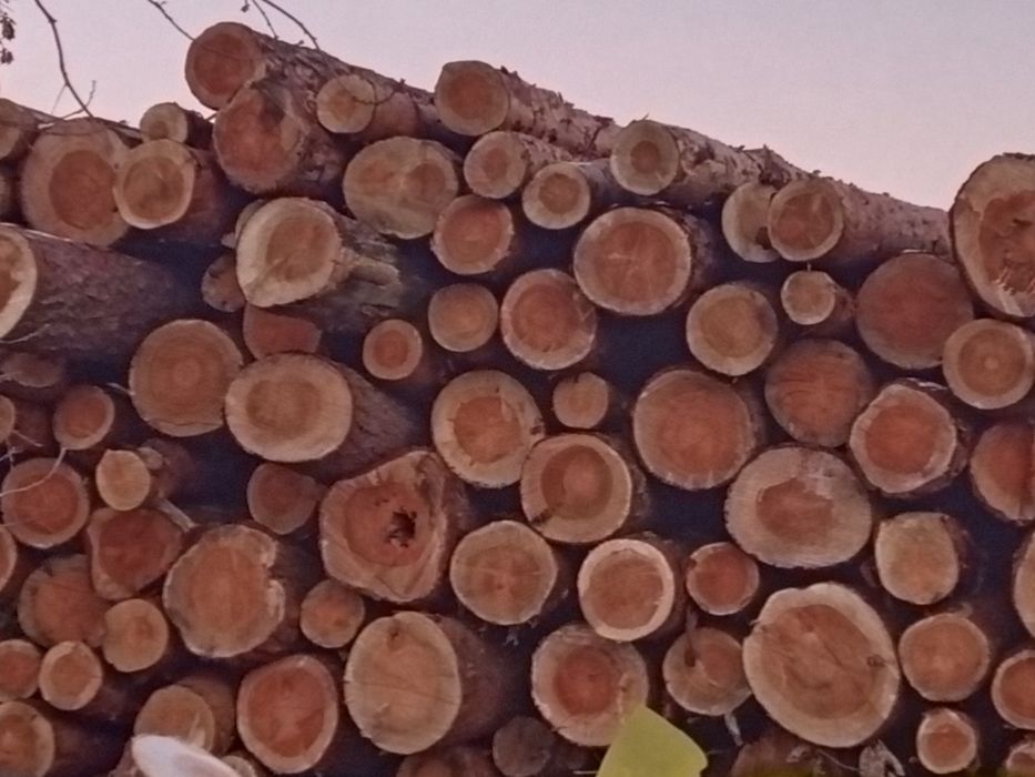 Drewno-drzewo  opałowe (kominkowe) NAJTANIEJ !!