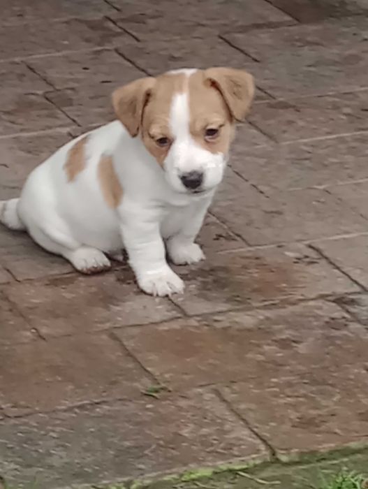Piesek rasy Jacek Russell terrier z metryką ZKwP do rezerwacji