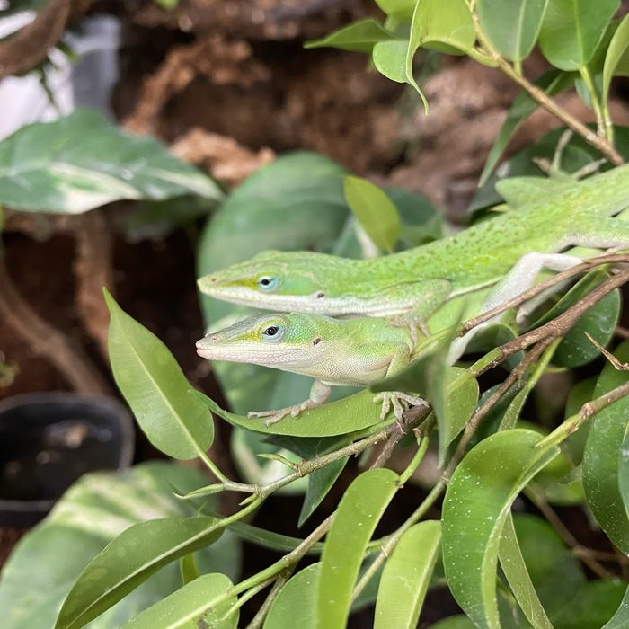 Anolis karoliński HAREM dwie samice i samiec. Dorosłe składające jajka